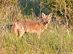 Coyote 18 - Canis latrans