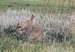 Coyote 19 - Canis latrans
