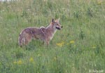 Coyote 3 - Canis latrans