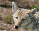 Coyote 9 - Canis latrans