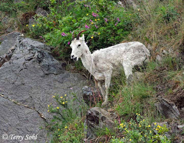 Dall Sheep - Ovis dalli