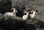 Dall Sheep - Ovis dalli
