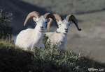 Dall Sheep - Ovis dalli