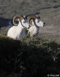 Dall Sheep - Ovis dalli