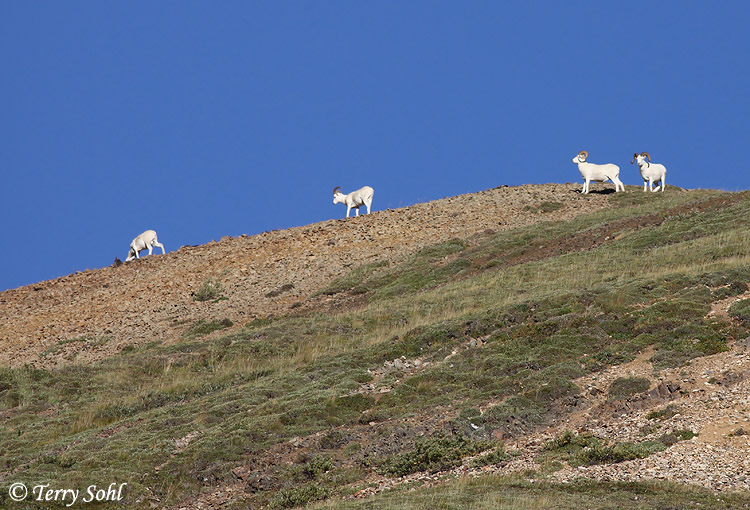 Dall Sheep - Ovis dalli