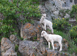 Dall Sheep - Ovis dalli