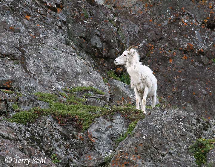 Dall Sheep - Ovis dalli