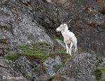Dall Sheep - Ovis dalli