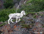 Dall Sheep - Ovis dalli