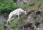 Dall Sheep - Ovis dalli