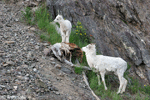 Dall Sheep - Ovis dalli
