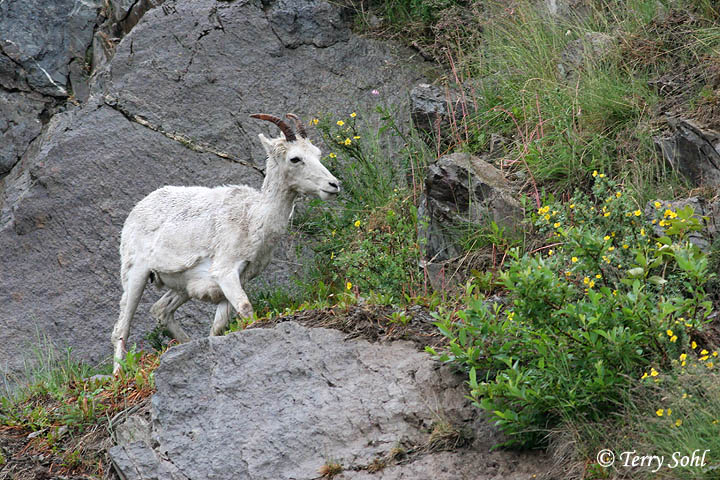 Dall Sheep - Ovis dalli