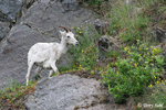 Dall Sheep - Ovis dalli