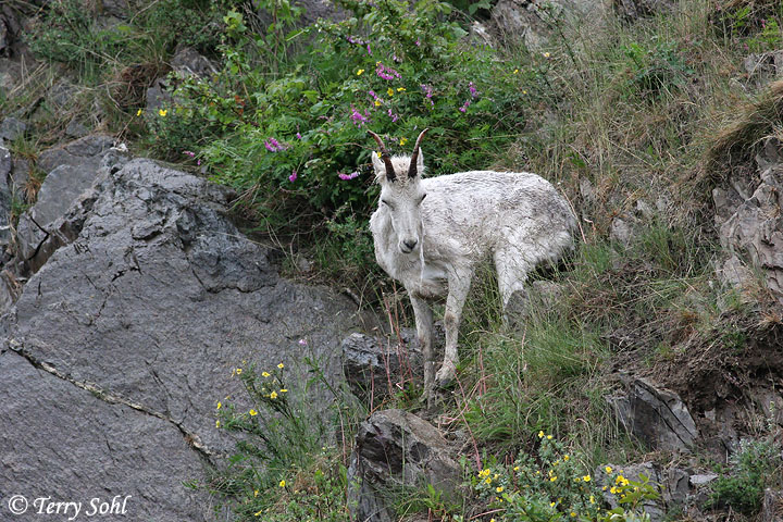 Dall Sheep - Ovis dalli
