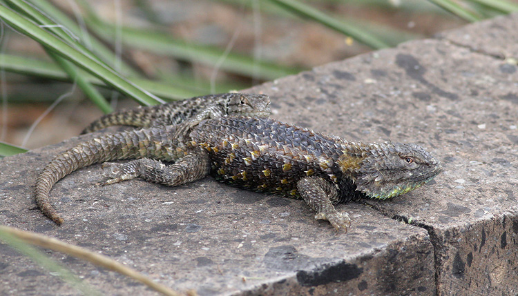 Desert Spiny Lizard - Sceloporus magister