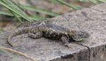 Desert Spiny Lizard - Sceloporus magister
