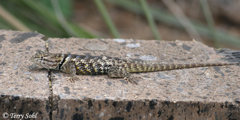 Desert Spiny Lizard - Sceloporus magister
