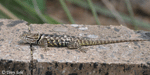 Desert Spiny Lizard - Sceloporus magister