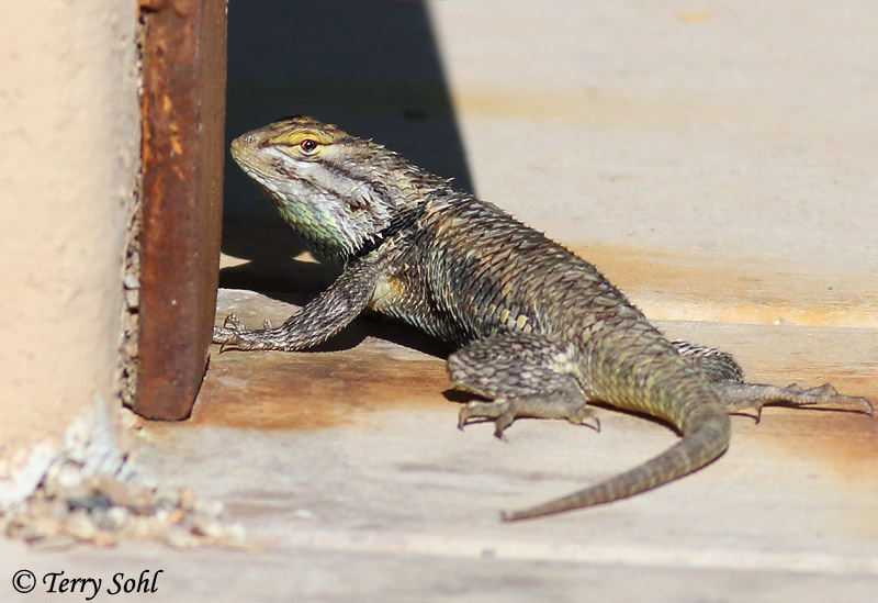 Desert Spiny Lizard - Sceloporus magister