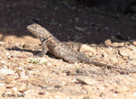 Desert Spiny Lizard - Sceloporus magister