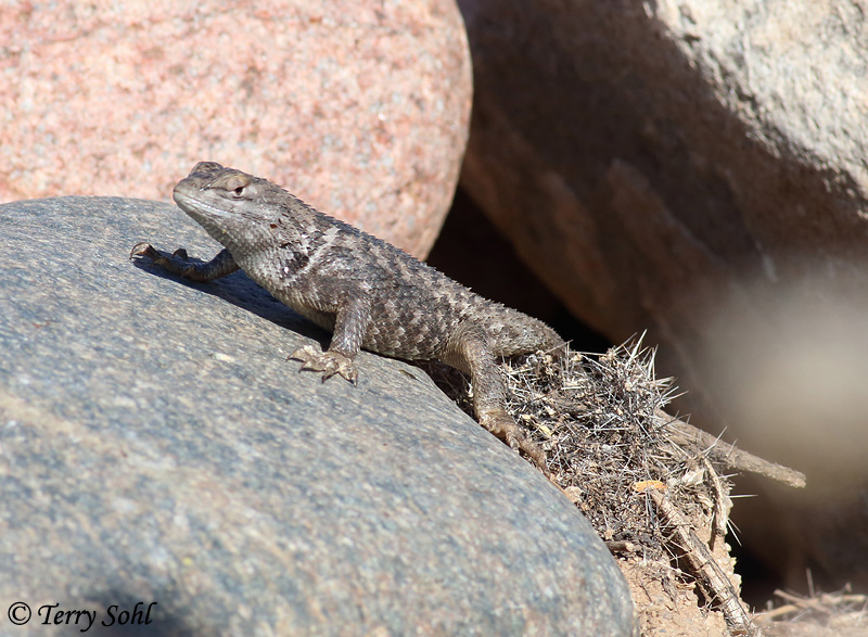 Desert Spiny Lizard - Sceloporus magister