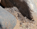 Desert Spiny Lizard - Sceloporus magister