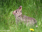 Eastern Cottontail Rabbit - Sylvilagus floridanus
