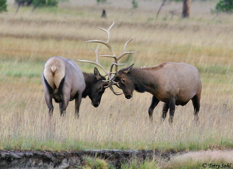 Elk - Cervus canadensis
