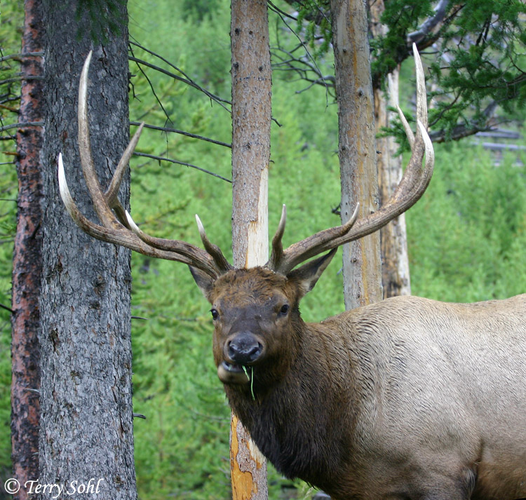 Bull Elk - Cervus canadensis