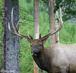 Elk - Cervus canadensis