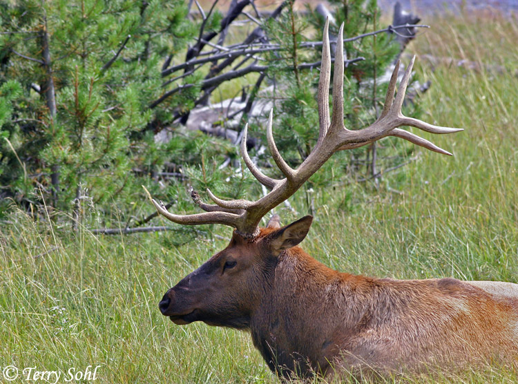 Elk - Cervus canadensis