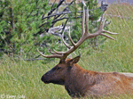 Elk - Cervus canadensis