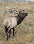 Elk - Cervus canadensis