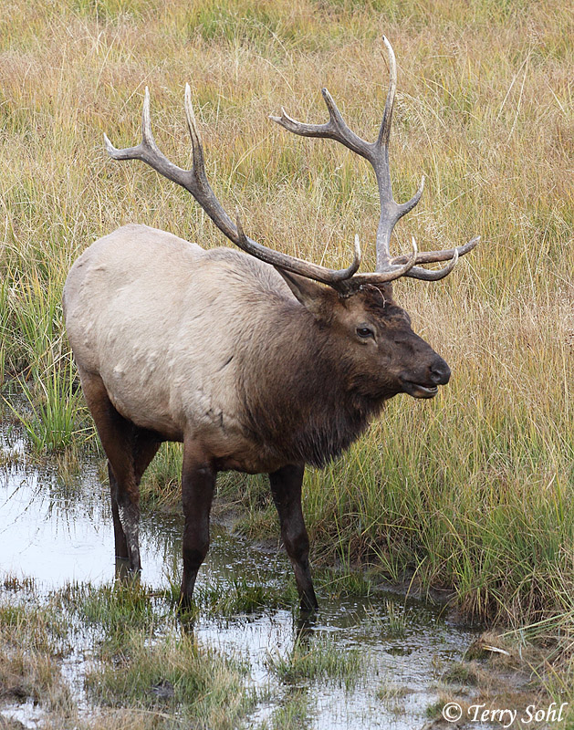 Bull Elk - Cervus canadensis
