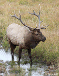 Elk - Cervus canadensis