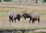Elk - Cervus canadensis