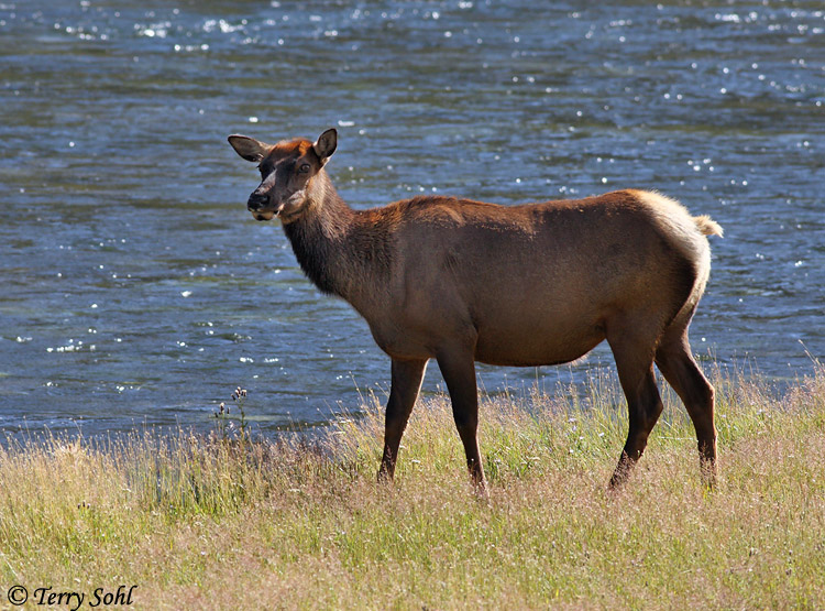 Elk - Cervus canadensis