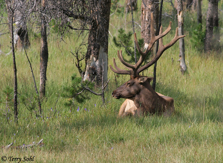 Elk - Cervus canadensis