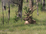 Elk - Cervus canadensis