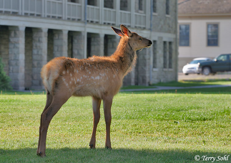 Elk - Cervus canadensis