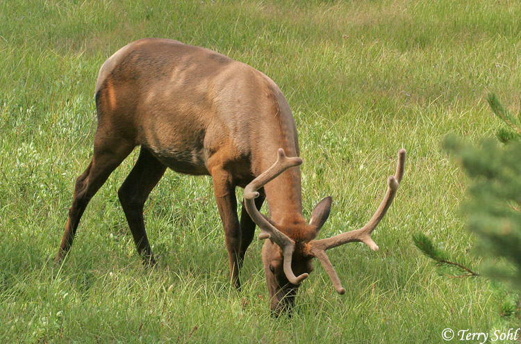 Elk - Cervus canadensis