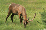 Elk - Cervus canadensis