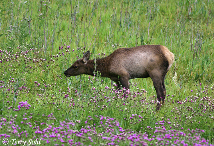 Elk - Cervus canadensis
