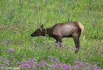 Elk - Cervus canadensis