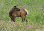 Elk - Cervus canadensis