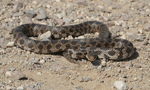 Fox Snake - Elaphe vulpina