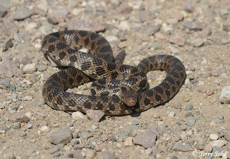 Fox Snake - Elaphe vulpina