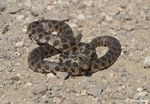 Fox Snake - Elaphe vulpina