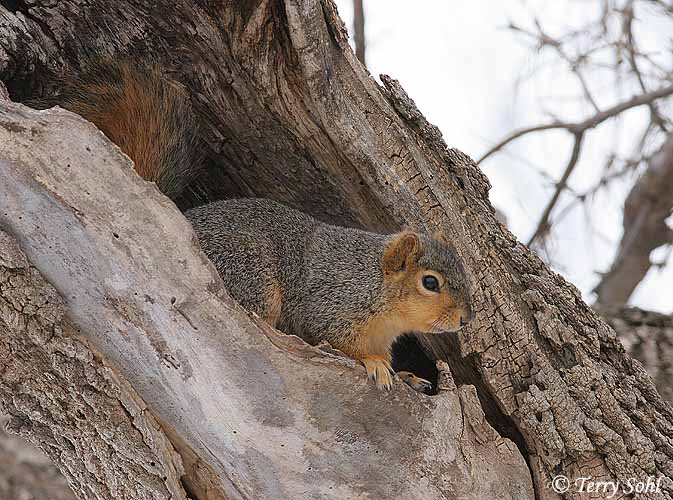 Fox Squirrel - Sciurus niger