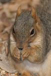 Fox Squirrel - Sciurus niger
